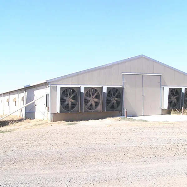 Low Structure Frame Poultry Farm Building Chicken House Shed In Malaysia