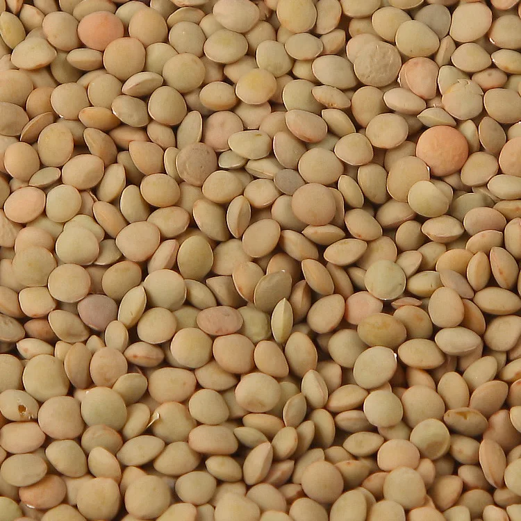 Premium Quality Chinese Green Lentils Organic Dried Lentils Seeds