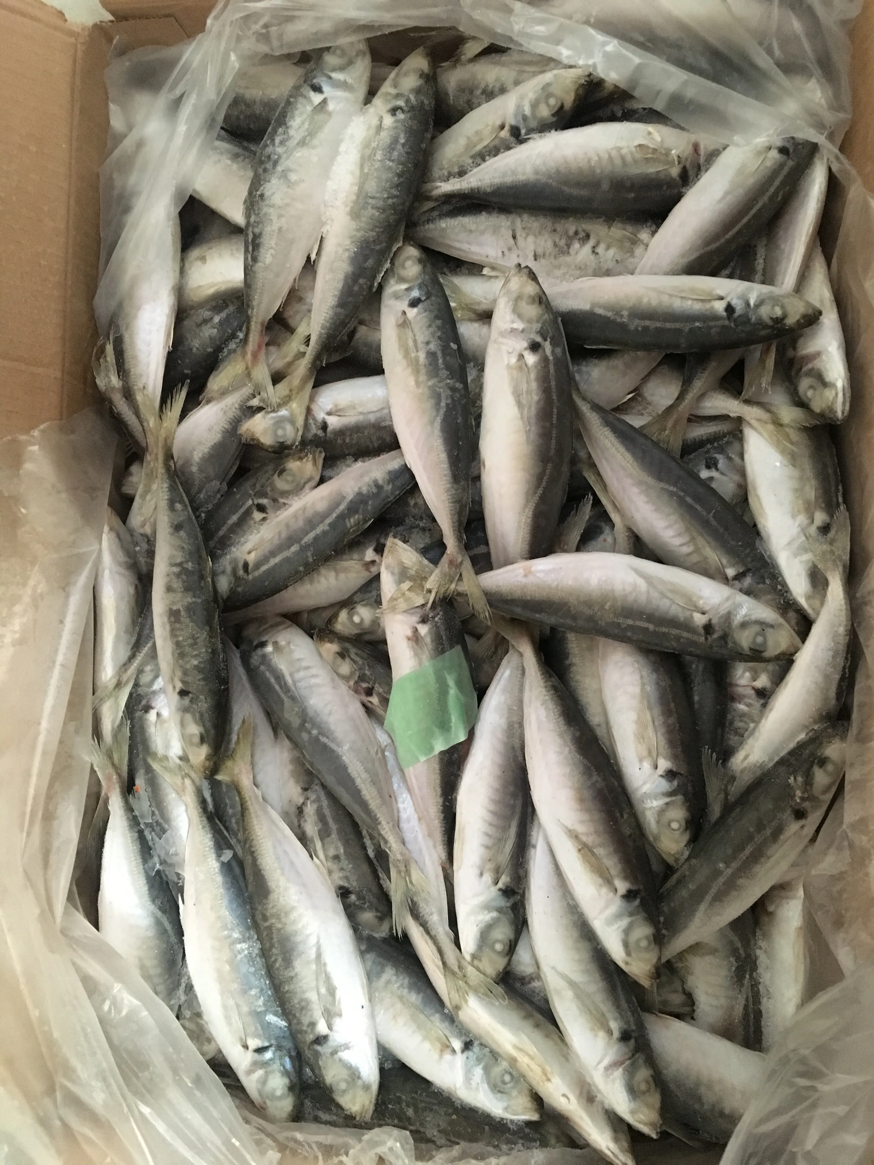 Cheap Price Fish Whole Sales Frozen Horse Mackerel Fish Round Scad Fish