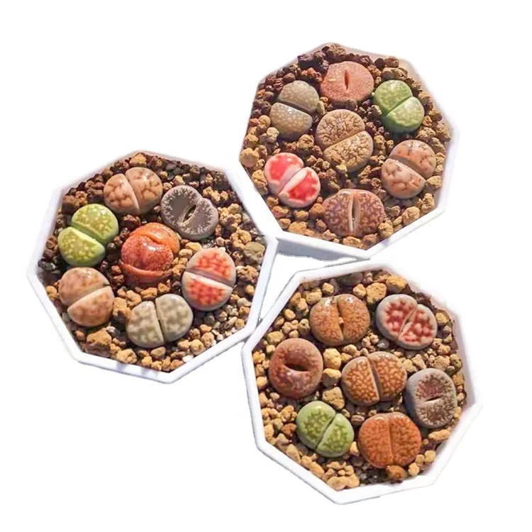 
Lovely colorful stones succulent wholesale lithops living stone l new cactus 