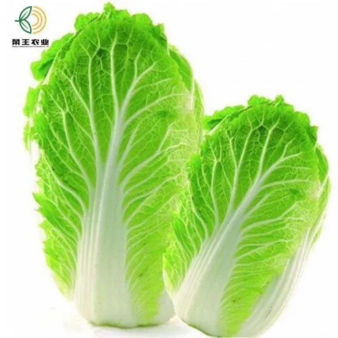 
Wholesale Napa Chinese Cabbage With Cheap Chinese Cabbage Price 
