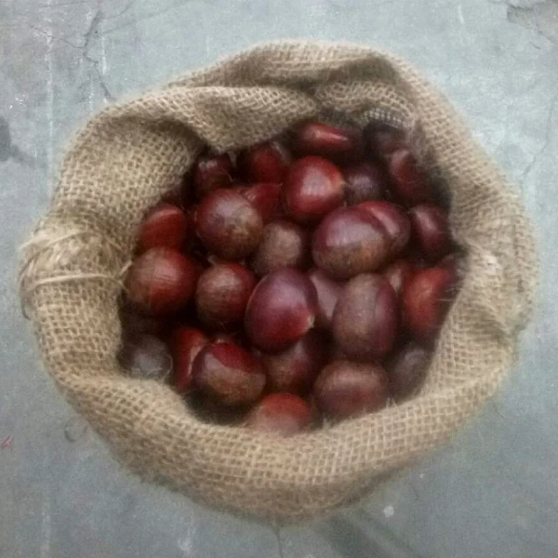 Свежий Шаньдун каштан