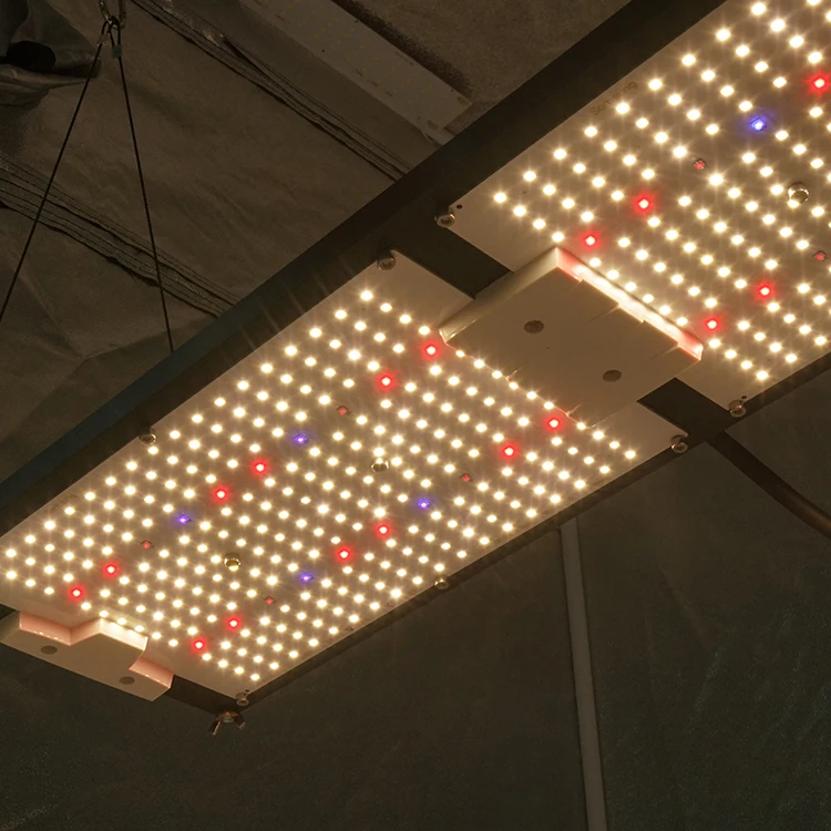  Король brite 2021 новейший водонепроницаемый led grow light 320W LM301H CREE XP-E2 660NM с УФ-фильтром IR