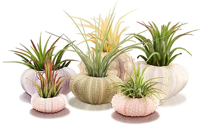 Hanging Sea Urchin Hanging Air Plant Stand Mini Shell Hanging Pots Various Colors