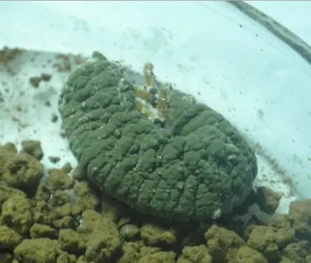 Beauveria Bassiana and Metarhizium anisopliae for sale