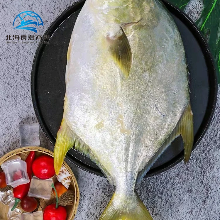 Chinese low price high quality delicious seafood frozen whole live Golden Pomfret fish for sale