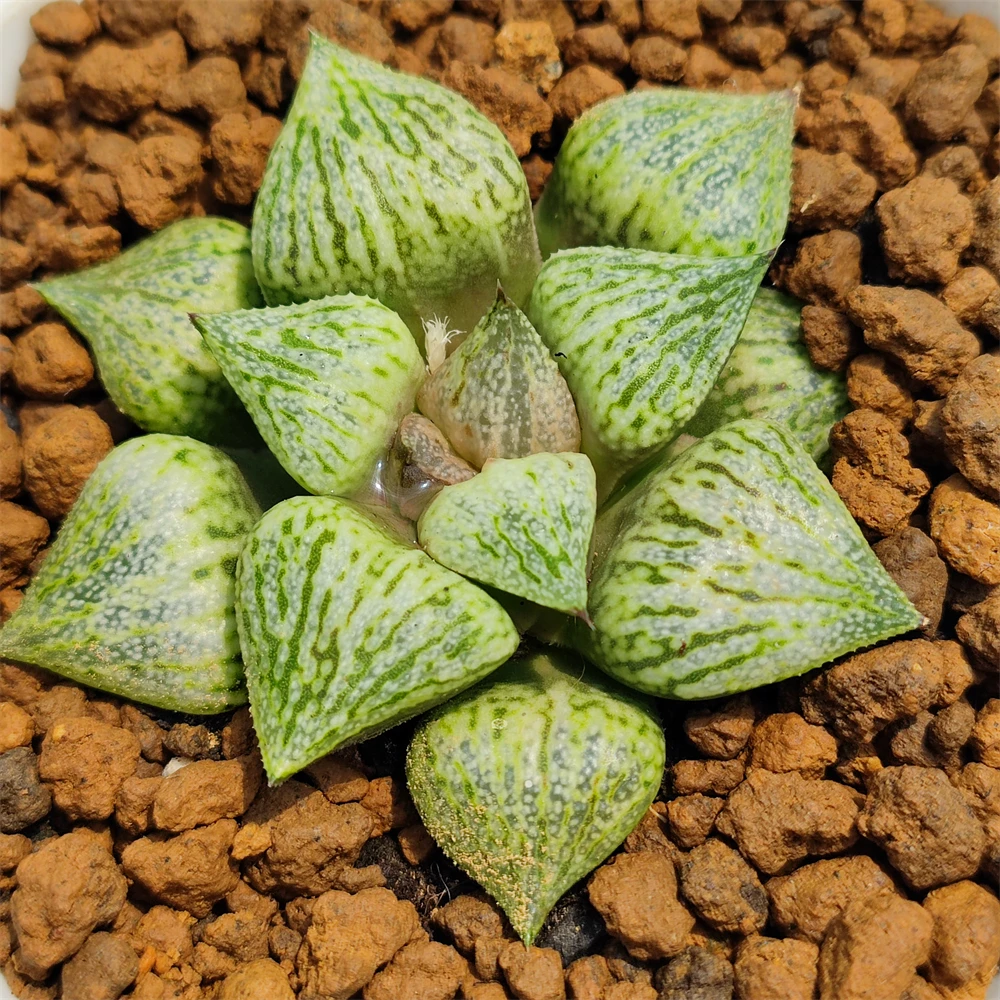 
 Редкие суккуленты H149 haworthia picta Tougenko, живое растение, 3 дюйма, мини-суккуленты, садовый Цветочный бонсай, комнатное растение, древесное растение  