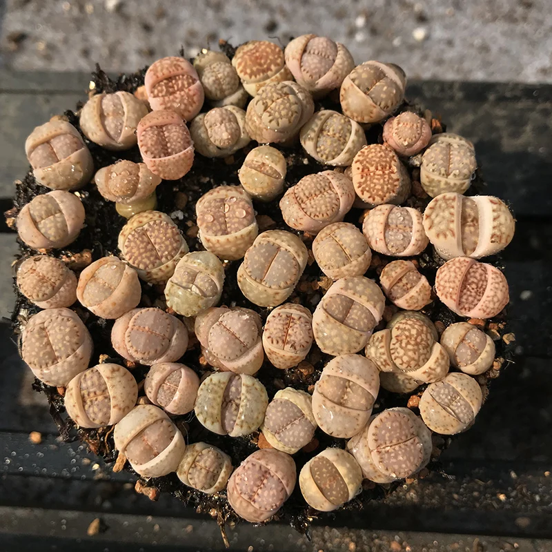 
Live Lithops biscuits Indoor Plants Wholesale For Nursery Natural Mini Succulent Plant 