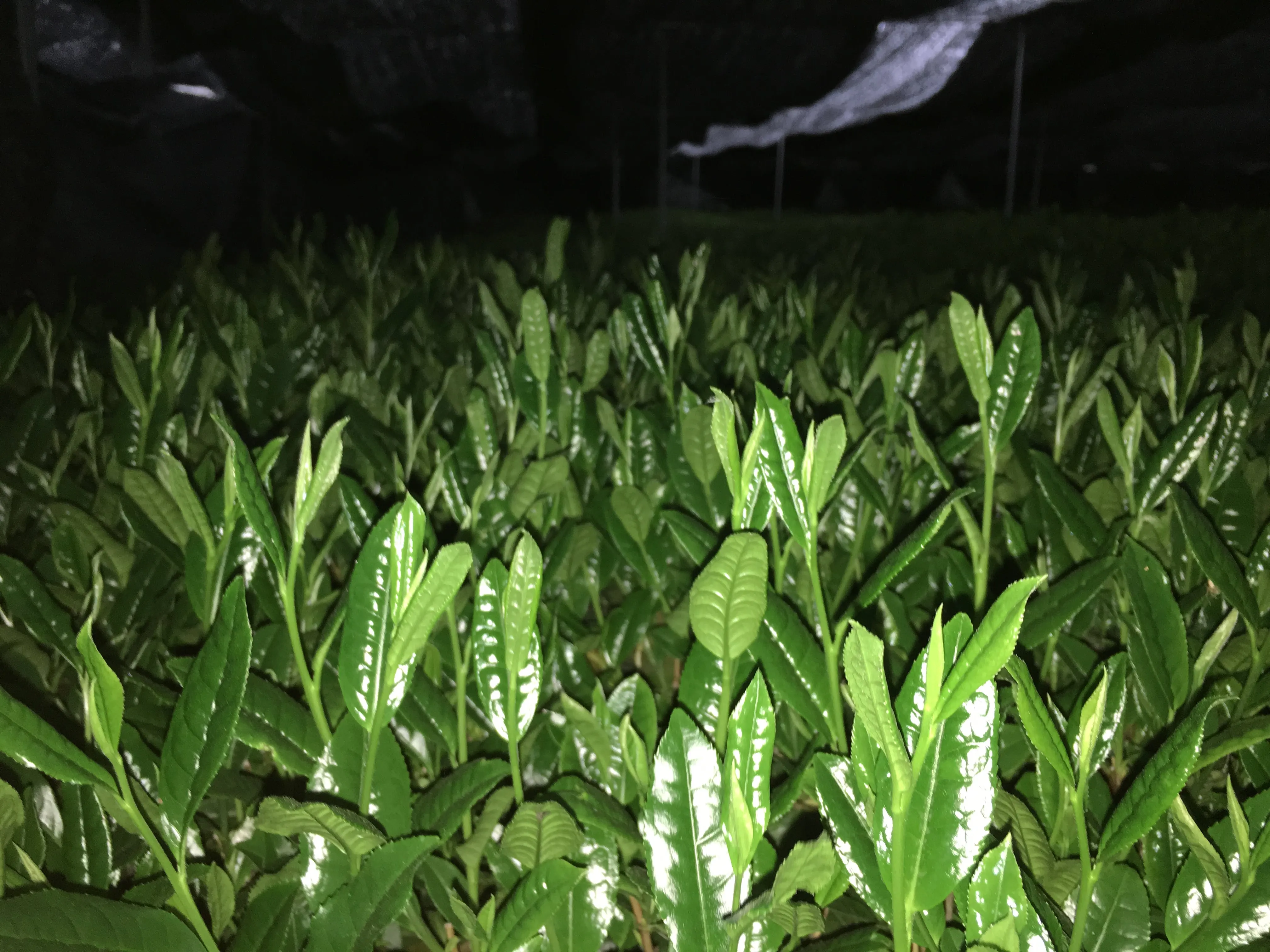 GABA Gyokuro fresh sweetness drink health powder green tea supplies