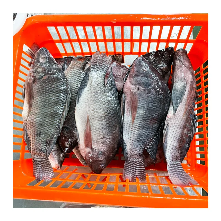 China exporters wholesale price 500-800g fresh frozen tilapia fish