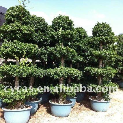 
Ficus microcarpa/Ficus bonsai/Ficus tree 