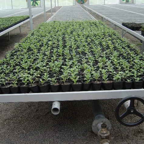 
Agriculture planting seedbed greenhouse rolling benches agro metal galvanized seedbed for sale 