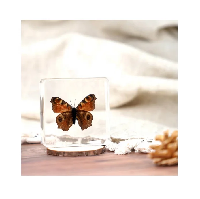 Реальная бабочка из смолы, образец бабочки, набор пресс-папье, в рамке, Бабочка, таксидермия, коллекционный дисплей, научные игрушки
