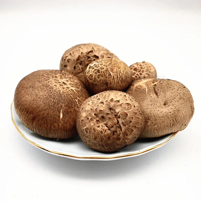 Dried shiitake mushroom & shiitake mushroom cultivation (Lentinula Edodes)