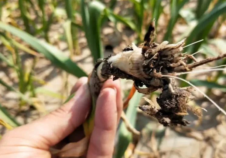 Предотвратить болезни уникальные продукты сельскохозяйственные удобрения важные функции для китайской капусты чеснока