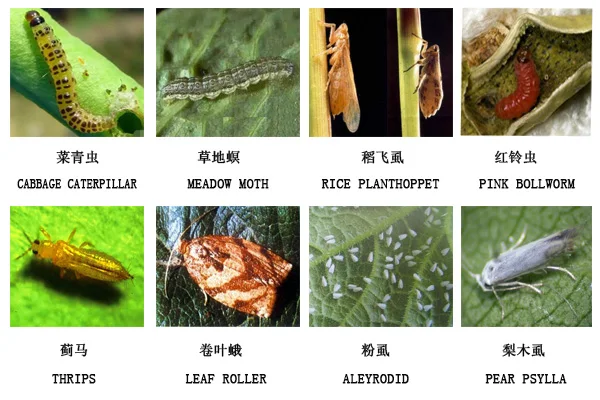 Pesticide Grade 95% TC/1/8%EC/2%EC/5%WP Avermectin/Abamectin For Pesticide