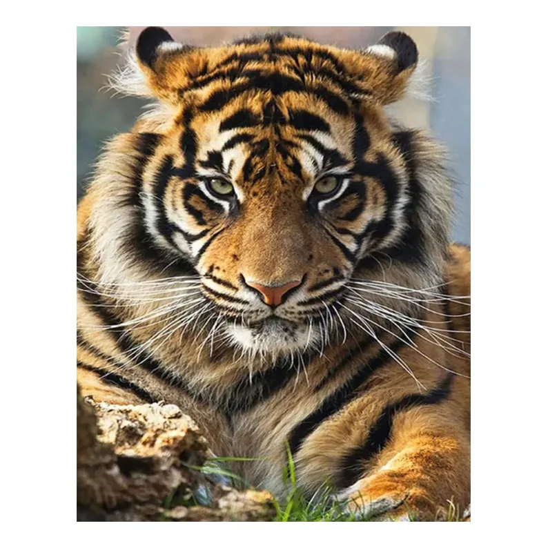 The gaze of a tiger paint by numbers with frame diy digital painting by numbers painting by numbers for animal