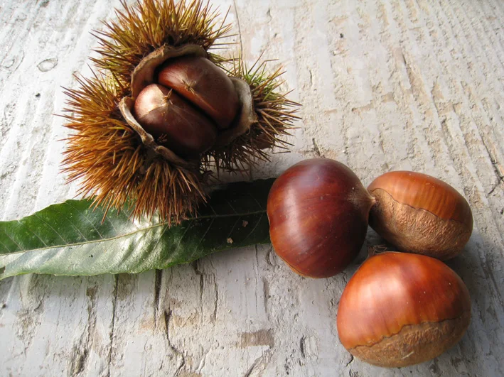 Japanese bagged shelled cooked chestnut flavor with good quality