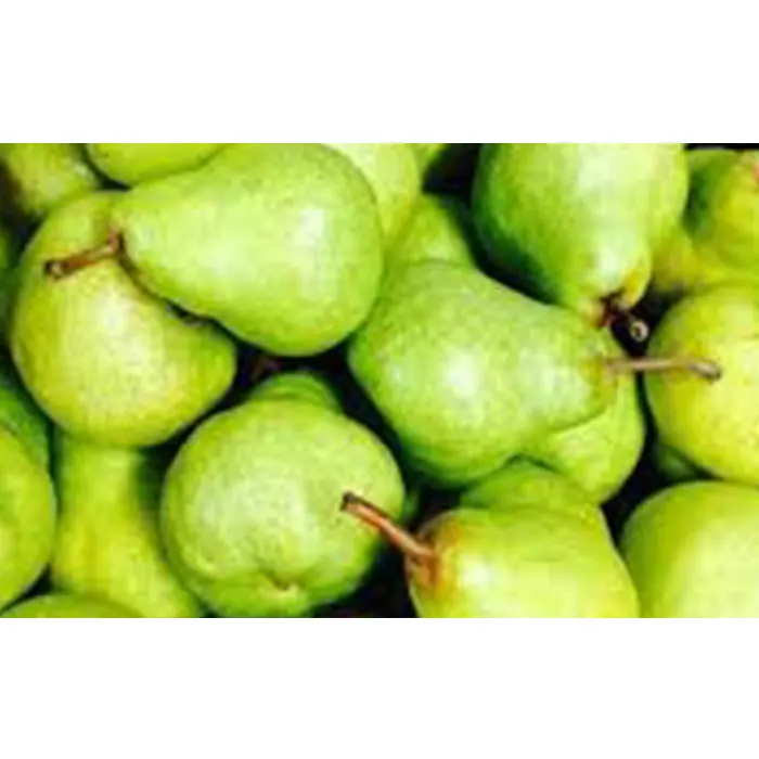 Южная Африка супер качество свежие PACKHAM TRIUMPH PEARS оптовая