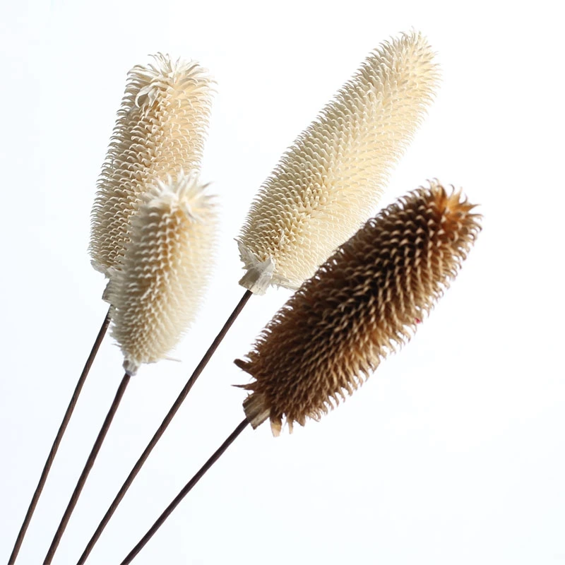 Amazon Top Seller Decoration Dried Flowers White Brown Dipsacus  Sativus  for  Weddings Decoration
