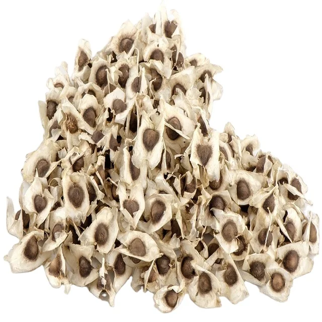 Ben seeds with good quality from Indian suppliers and in bulk quantity