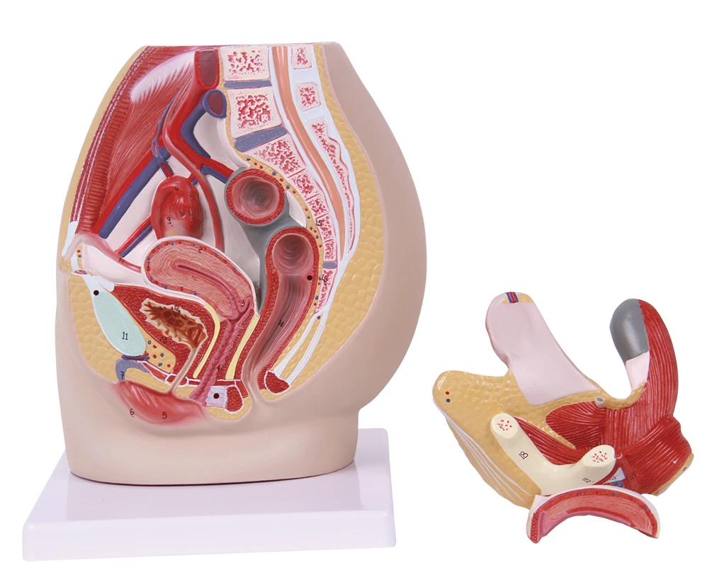 teaching male pelvis models female pelvis model