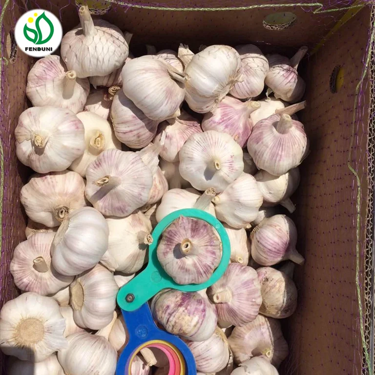 
2021 Normal White Fresh Garlic from Jining Fenduni Foodstuff Co., Ltd 