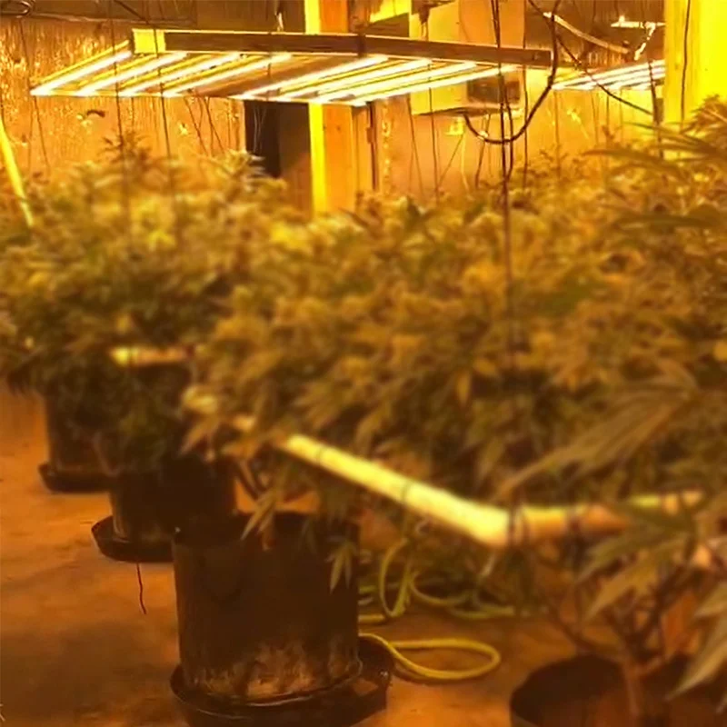 Hydroponics Pro high efficacy 2.8umol osra 660nm samsung lm301b 3500K 6500K 600W 880W cob led grow light