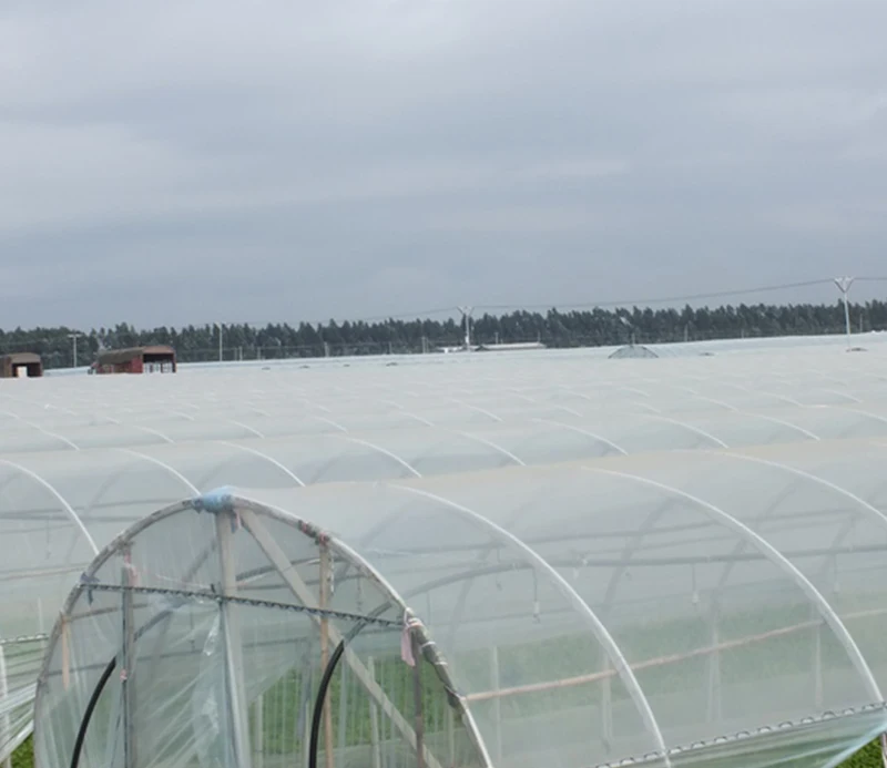 Лидер продаж новые продукты пленка для теплиц/Сельскохозяйственная пластиковая по хорошей цене