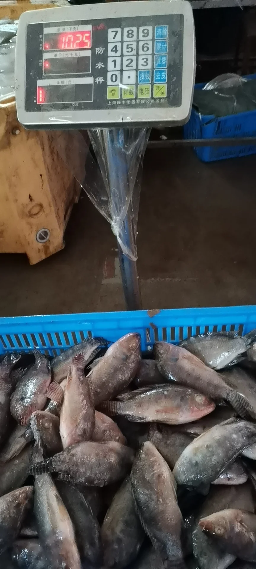 
Durable and high quality Tilapia Oreochromis Niloticus Frozen tilapia for sale 