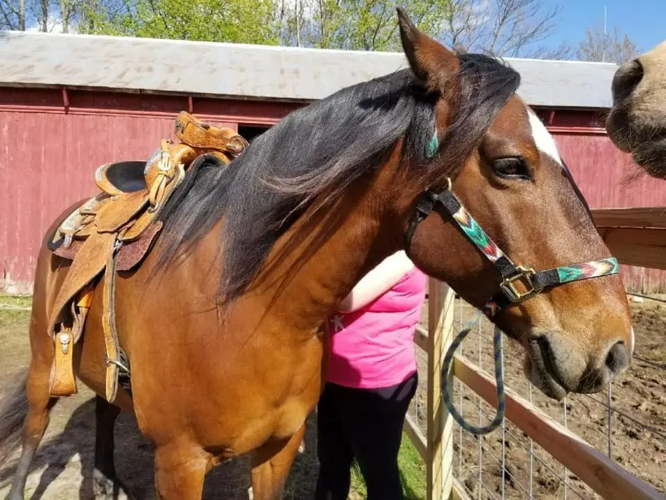 Nylon Design Your Own Colorful Rainbow Horse Halter Heat Transfer