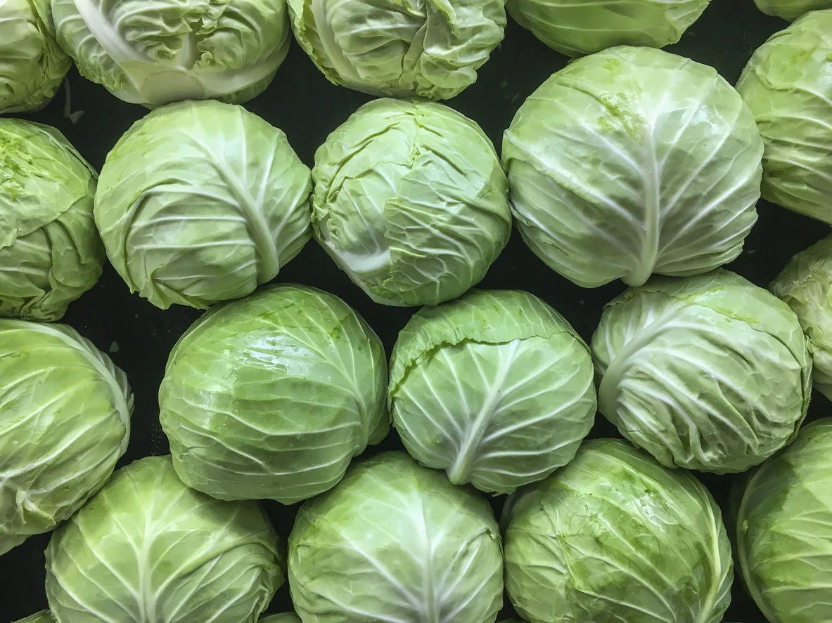 WHOLESALE FRESH GREEN CABBAGE WITH HIGH QUALITY AND BEST SELLER COMPETITIVE PRICE FROM VIETNAM