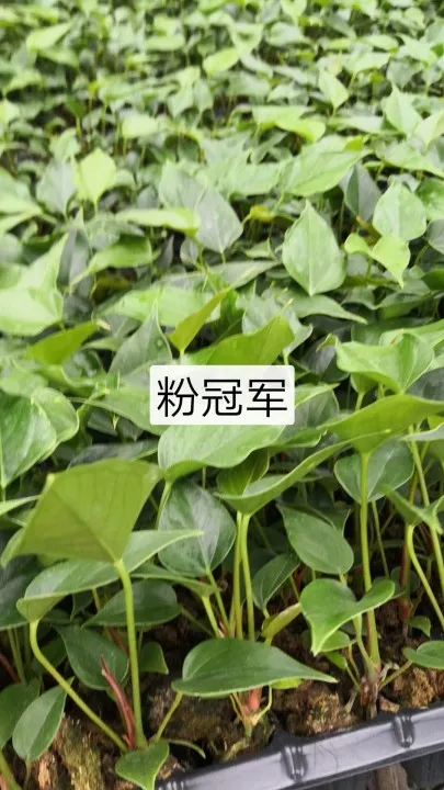 
Wholesale high quality real plants Anthurium andraeanum tissue culture tray/plug seedling of indoor bonsai Supplier 