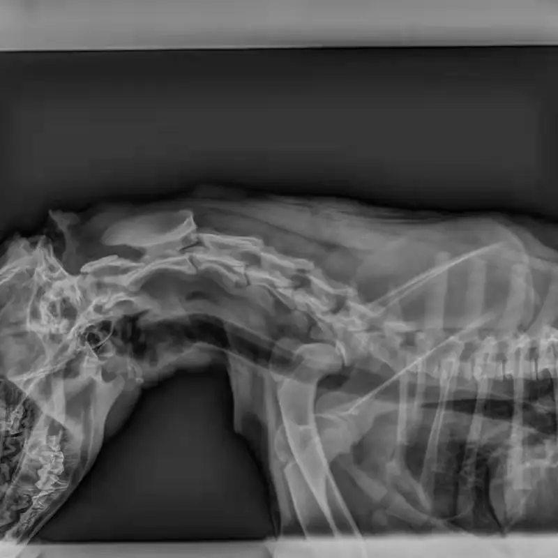 Digital flat panel detector for digital x ray machine DR digital detector vet use