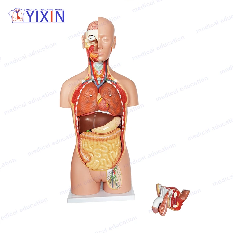 27 Parts  Plastic Human Torso Anatomy Model for Medical Supplies and Equipment