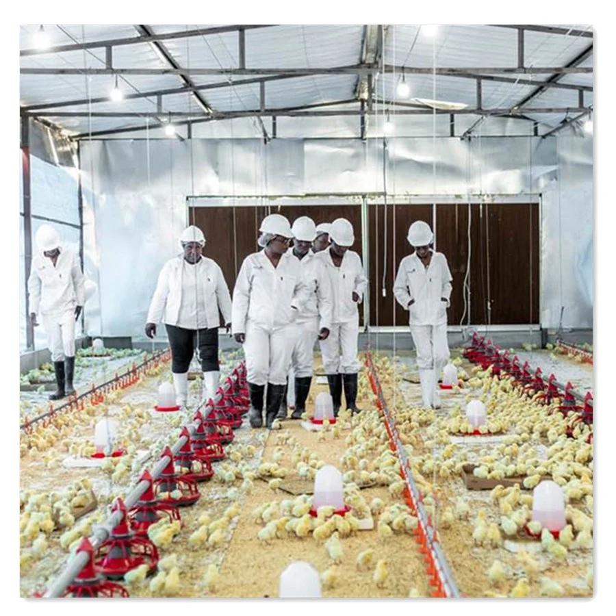 Tunnel Ventilated Automatic Poultry Shed Chicken Farm Broiler House Equipment From Qingdao China