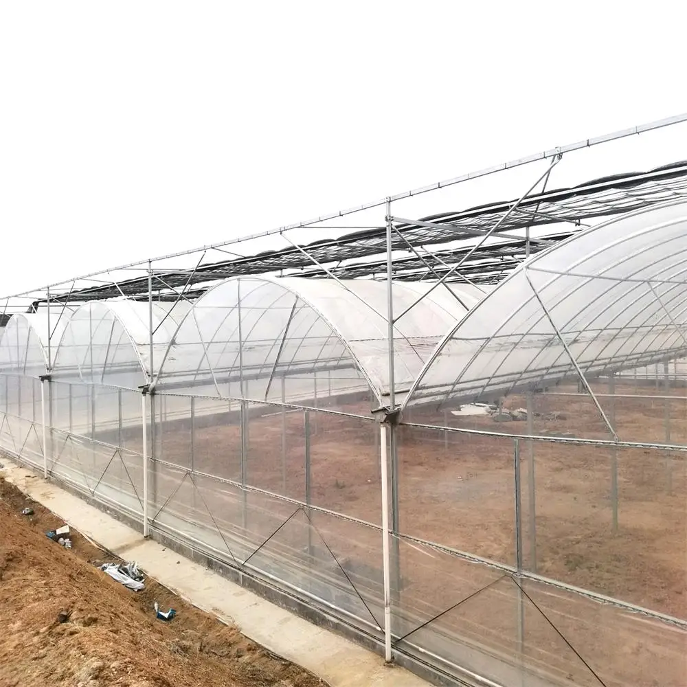 commercial multi span hydroponic vertical growing systems greenhouse