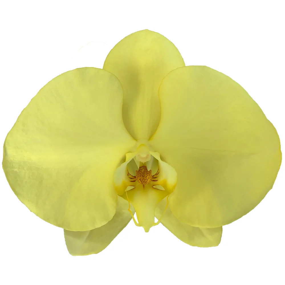 The Best Wholesale Commercial Yellow Orchid Phalaenopsis Fresh Cut Flowers