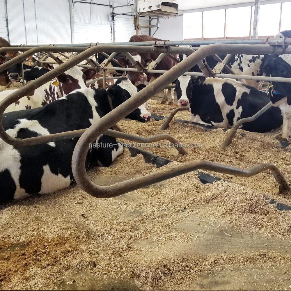 
Diary Farm Loops Cow Free Stall Small Dairy Barn Plans Calf Cubicles 