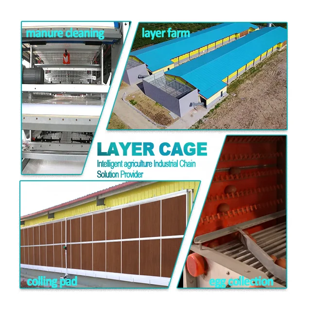 RAISETECH auto-layer cage for egg collection is used for  3 Tiers 8 Tiers  layer chicken cage used for farm