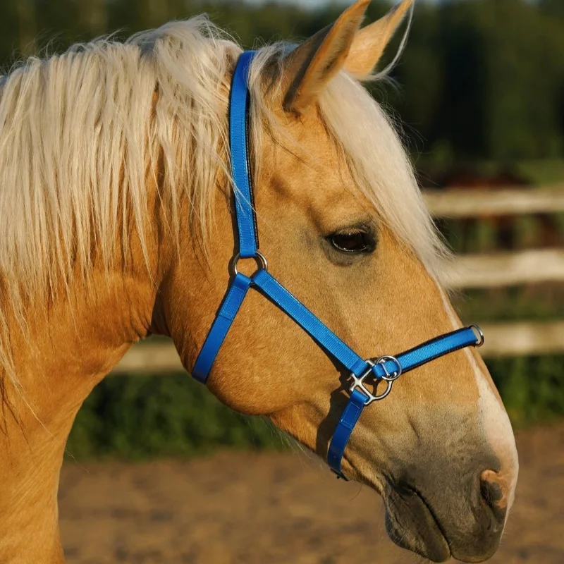 High quality ponies horse riding equipment nylon Horse accessories Halter bridle halter for horse