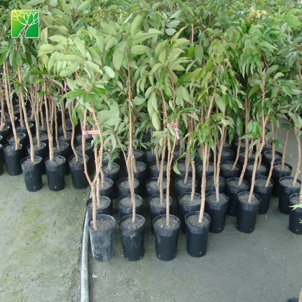 
 Лидер продаж, сельскохозяйственная цена, саженцы личи, фруктовые деревья, личи китайская  