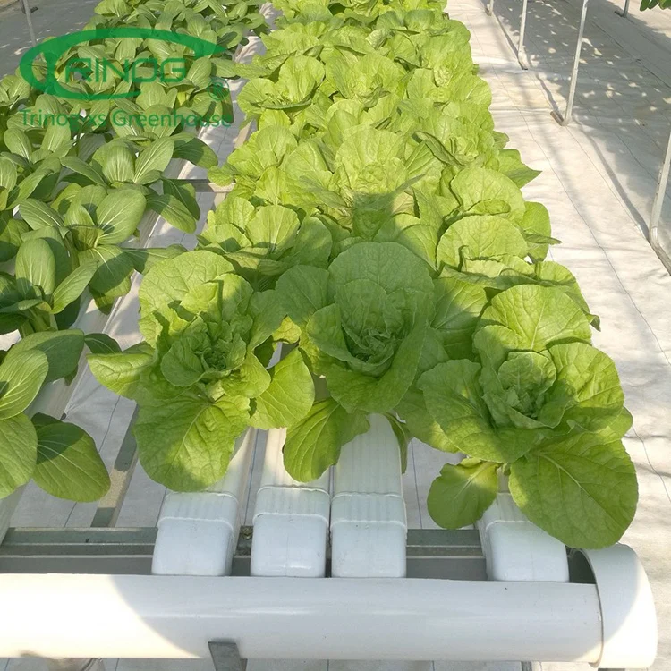 Trinog Greenhouse indoor smart farming automatic nft channel hydroponics equipment with fertilizer