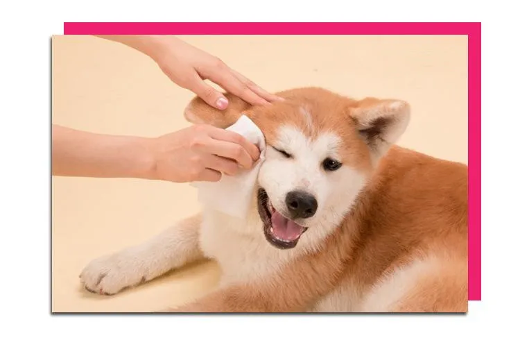 customized organic pet cleaning wet wipes dog cat dental teeth disposable  pet grooming glove alcohol free canister