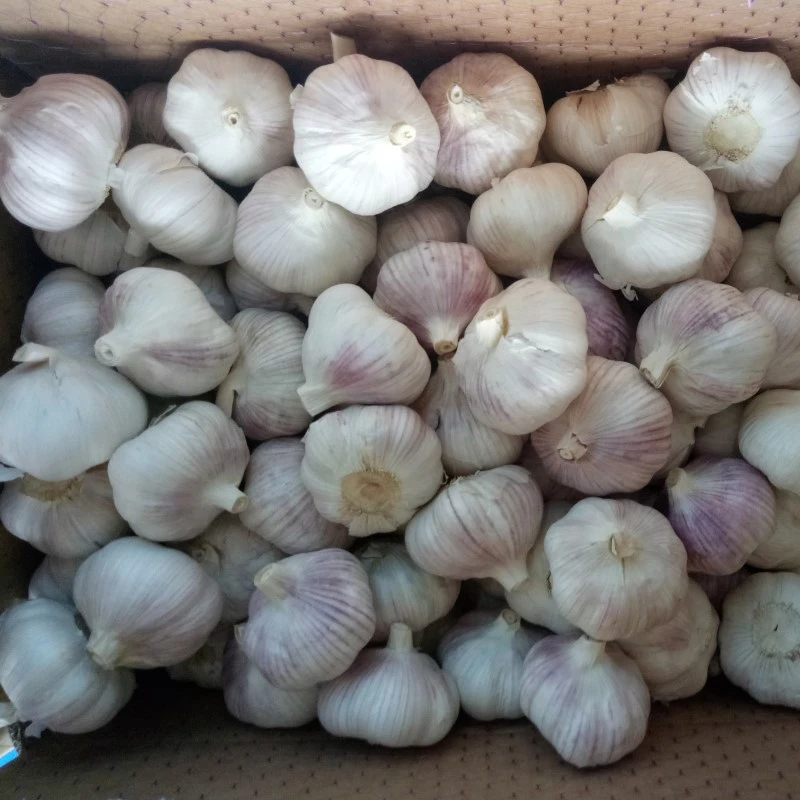 Garlic Price in China Fresh Normal White Origin Type Size Product Place Model hot selling for export