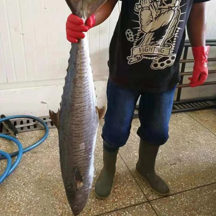 
Frozen Mackel Fish Frozen WR King Fish/Spanish Mackerel/Stripe Mackerel 