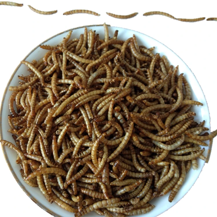 
non-gmo best price insect high protein parrot bird food 