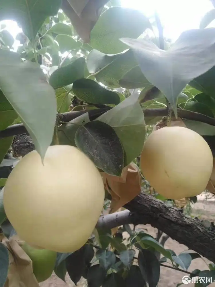 Сладкая груша нового урожая свежая Корона/я груша 28-32-36 шт./9 кг картонная коробка поставщик