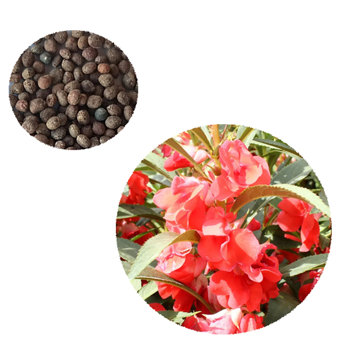 Семена цветов Бонсай 500, семена красного благородного бальзамина/семена декоративных роз бальзама