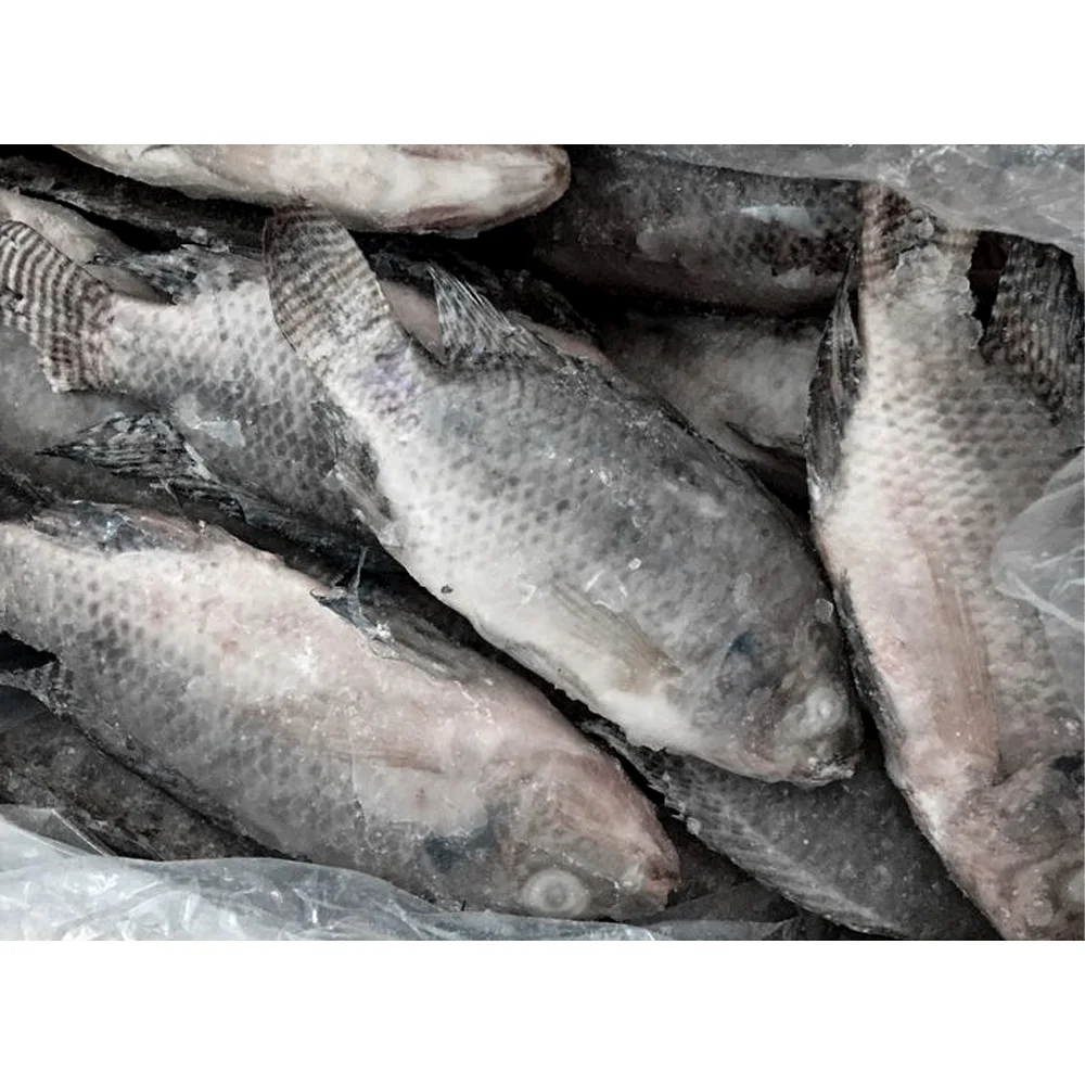 Wholesale price frozen fish tilapia wholesale price per kg frozen black tilapia fish frozen tilapia fish
